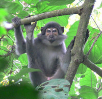 Sooty mangabey (Cercocebus atys)