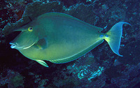 Naso unicornis, Bluespine unicornfish: fisheries, gamefish, aquarium