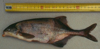 Marcusenius ussheri, :