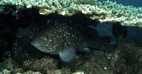 Epinephelus multinotatus, White-blotched grouper: fisheries