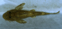 Chiloglanis lukugae, :