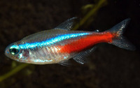 Paracheirodon innesi, Neon tetra: aquarium