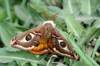 Saturnia pavoniella