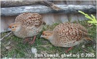 Grey Francolin, Francolinus pondicerianus