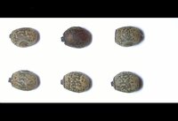 Medaura jobrensis