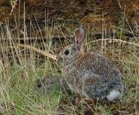 Image of: Sylvilagus nuttallii (mountain cottontail)