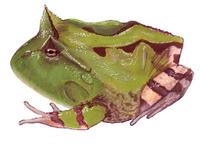 Image of: Ceratophrys cornuta