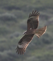 Milvus migrans - Black Kite