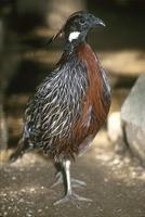 Pucrasia macrolopha - Koklass Pheasant