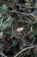 Carduelis pinus - Pine Siskin