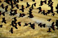 Agelaius phoeniceus - Red-winged Blackbird