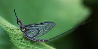Image of: Hexagenia