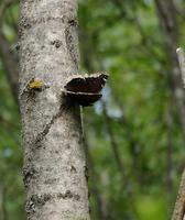 Image of: Nymphalis antiopa (camberwell beauty)