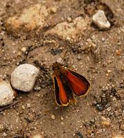 Image of: Thymelicus lineola (European skipper)