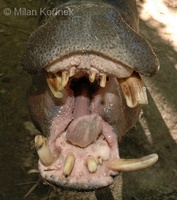 Hexaprotodon liberiensis - Pygmy Hippopotamus
