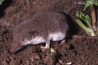 Crocidura leucodon - Bicolored Shrew