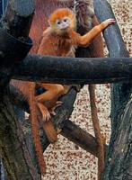 Trachypithecus auratus - Javan Langur