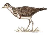 Image of: Rhinoptilus cinctus (Heuglin's courser)