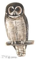 Image of: strix leptogrammica (brown wood owl)