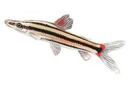 Image of: Anostomus anostomus (striped anastomus)