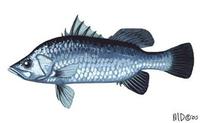 Image of: Lates calcarifer (giant perch)