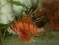 Pterois antennata - Banded Lionfish