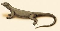 Image of: Varanus komodoensis (Komodo Island monitor)
