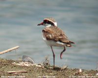 Black-fronted Dotterel - Elseyornis melanops