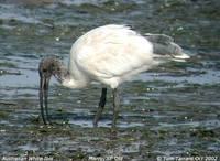 Australian Ibis - Threskiornis molucca