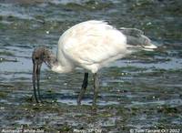 Australian Ibis - Threskiornis molucca