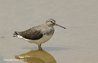 Green Sandpiper - Tringa ochropus