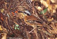 Eared Pitta - Pitta phayrei