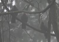 Rufous-cheeked Laughingthrush - Garrulax castanotis