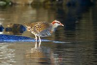 Buff-banded Rail