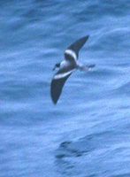 Ringed Storm-Petrel - Oceanodroma hornbyi