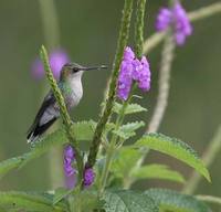 Crowned Woodnymph (Thalurania colombica) photo