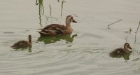 Spot-billed Duck - Anas poecilorhyncha