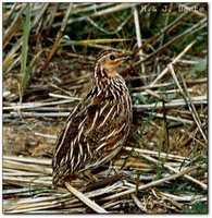 Stubble Quail - Coturnix pectoralis