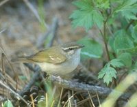 Sakhalin Leaf-Warbler (Phylloscopus borealoides) photo