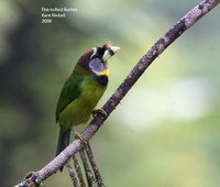 Fire-tufted Barbet - Psilopogon pyrolophus