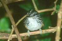 Warbling Antbird - Hypocnemis cantator