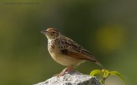 Indian Bushlark - Mirafra erythroptera