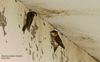 Chestnut-collared Swallow - Petrochelidon rufocollaris