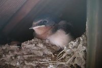 Barn Swallow - Hirundo rustica