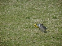 Citrine Wagtail - Motacilla citreola