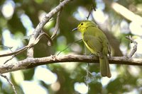 Yellow-browed Bulbul - Iole indica