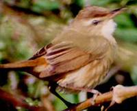 Black-browed Reed-Warbler - Acrocephalus bistrigiceps