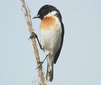 White-tailed Stonechat - Saxicola leucura