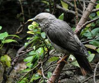 Chestnut-tailed Starling - Sturnia malabarica