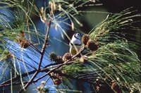 Double-barred Finch - Taeniopygia bichenovii